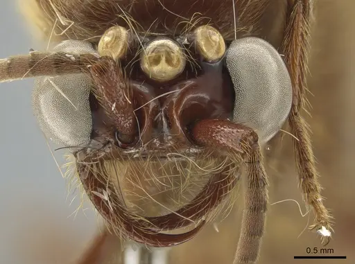 Neivamyrmex swainsonii - CASENT0650515