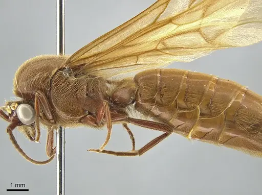 Neivamyrmex swainsonii - CASENT0650515