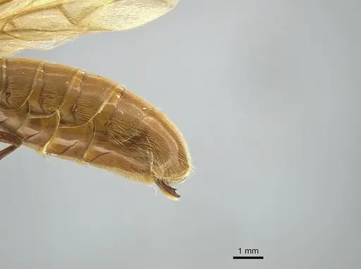 Neivamyrmex swainsonii - CASENT0650515