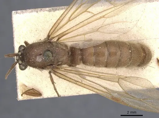 Neivamyrmex swainsonii - CASENT0902641