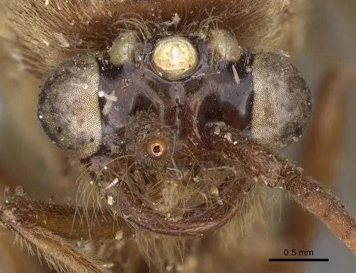 Neivamyrmex swainsonii - CASENT0902641