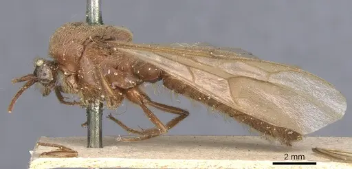 Neivamyrmex swainsonii - CASENT0902641