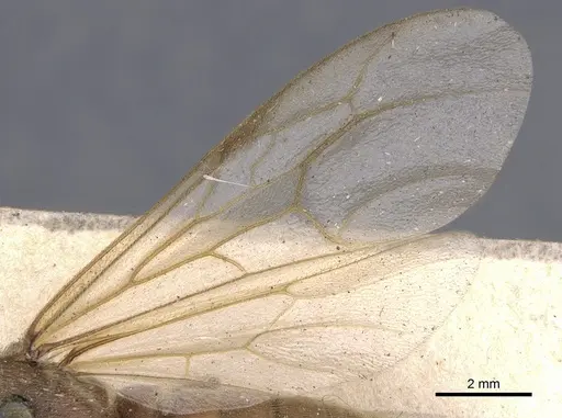 Neivamyrmex swainsonii - CASENT0902641