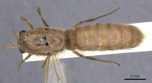 Neivamyrmex swainsonii - CASENT0902645