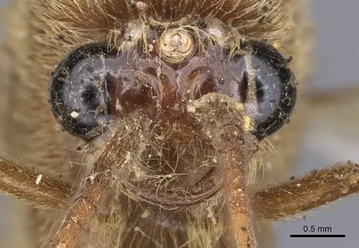 Neivamyrmex swainsonii - CASENT0902645