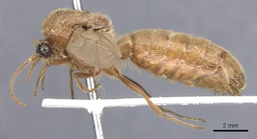 Neivamyrmex swainsonii - CASENT0902645