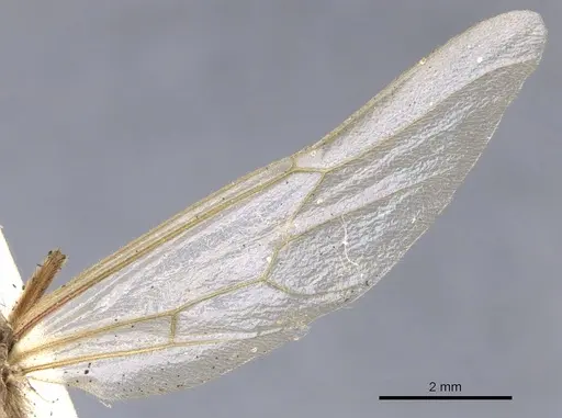 Neivamyrmex swainsonii - CASENT0902645