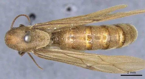 Neivamyrmex swainsonii - CASENT0905972