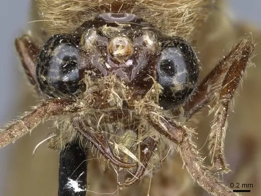 Neivamyrmex swainsonii - CASENT0905972