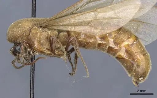 Neivamyrmex swainsonii - CASENT0905972