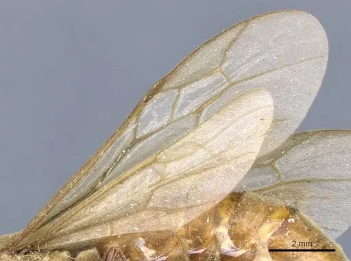 Neivamyrmex swainsonii - CASENT0905972