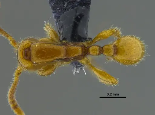 Neivamyrmex swainsonii - CBUMAGENT41918