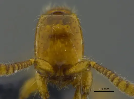 Neivamyrmex swainsonii - CBUMAGENT41918