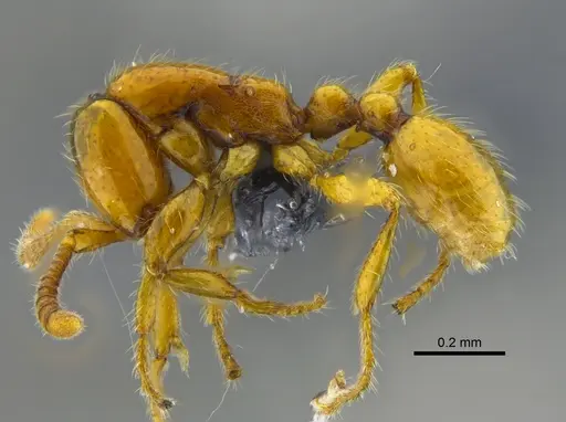 Neivamyrmex swainsonii - CBUMAGENT41918