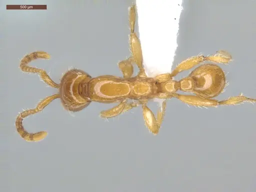 Neivamyrmex swainsonii - ECOFOG-SGR-PACAW2-07