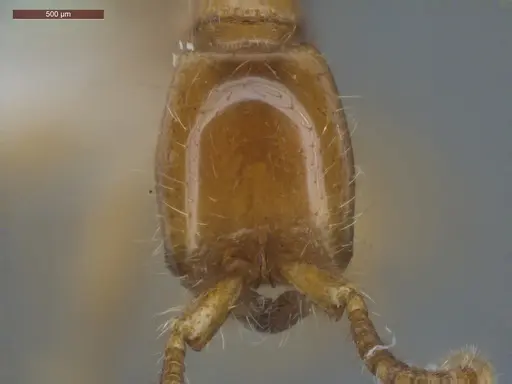 Neivamyrmex swainsonii - ECOFOG-SGR-PACAW2-07