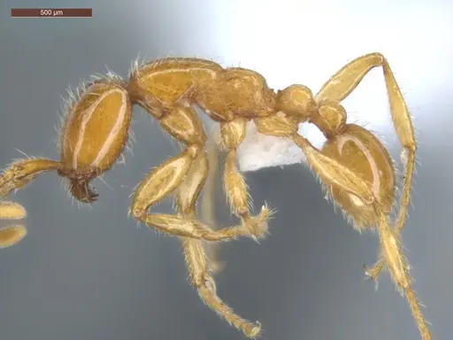 Neivamyrmex swainsonii - ECOFOG-SGR-PACAW2-07