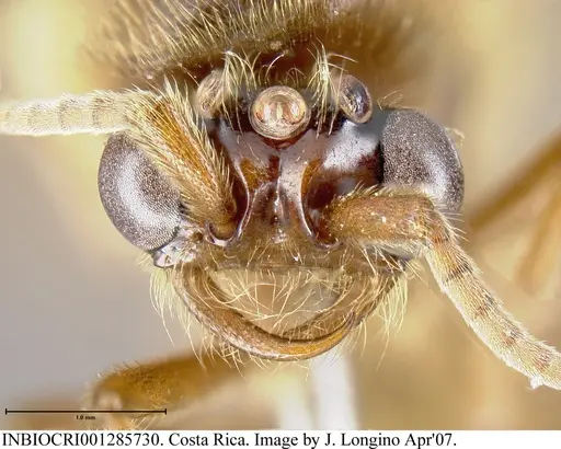 Neivamyrmex swainsonii - INBIOCRI001285730