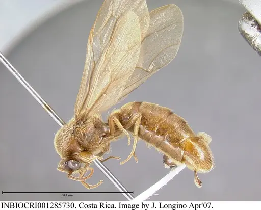 Neivamyrmex swainsonii - INBIOCRI001285730