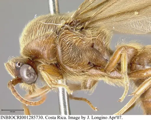 Neivamyrmex swainsonii - INBIOCRI001285730