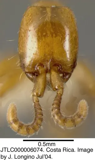 Neivamyrmex swainsonii - JTLC000006074