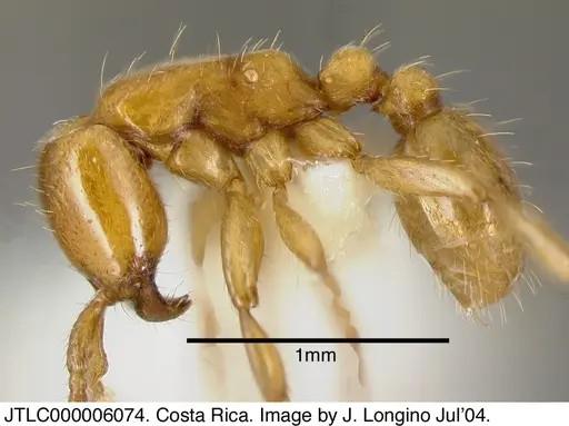 Neivamyrmex swainsonii - JTLC000006074