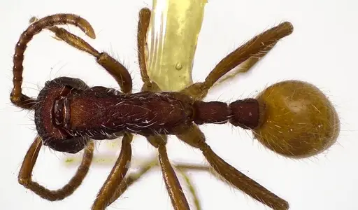 Neivamyrmex texanus specimen