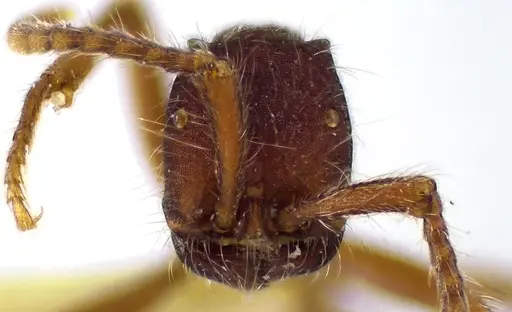 Neivamyrmex texanus specimen