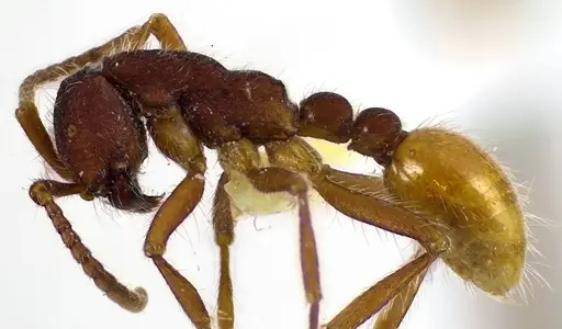 Neivamyrmex texanus specimen