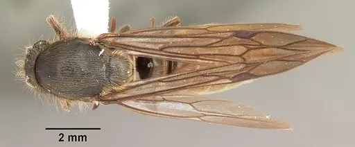 Neivamyrmex texanus - CASENT0104145