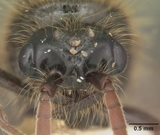 Neivamyrmex texanus - CASENT0104145