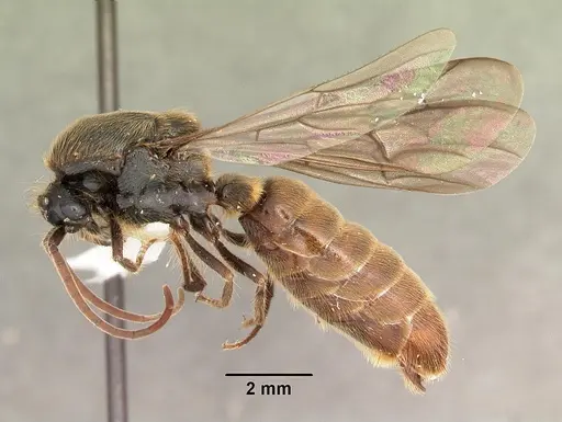 Neivamyrmex texanus - CASENT0104145