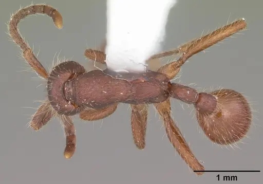 Neivamyrmex texanus - CASENT0104150