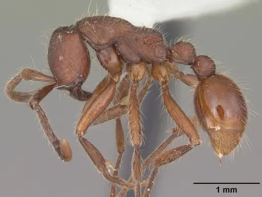 Neivamyrmex texanus - CASENT0104150