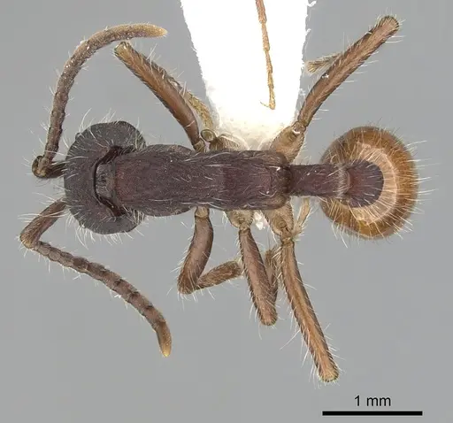 Neivamyrmex texanus - CASENT0249509