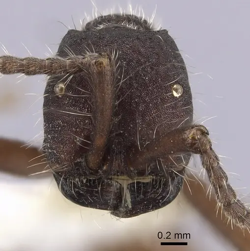 Neivamyrmex texanus - CASENT0249509