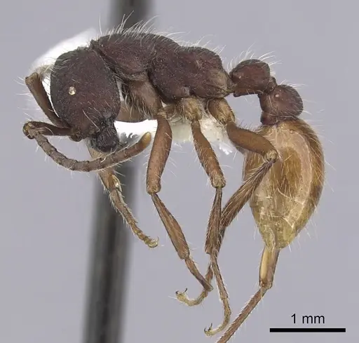 Neivamyrmex texanus - CASENT0249509