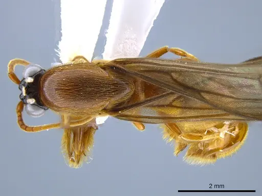 Neivamyrmex tristis specimen