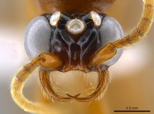 Neivamyrmex tristis specimen