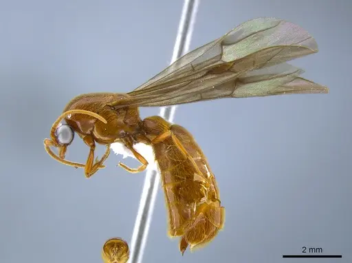 Neivamyrmex tristis specimen