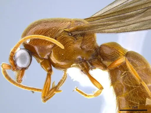 Neivamyrmex tristis - CASENT0631871