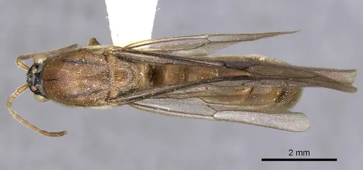 Neivamyrmex vicinus specimen