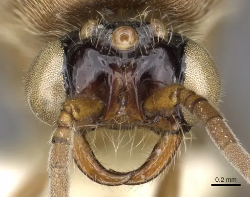Neivamyrmex vicinus specimen
