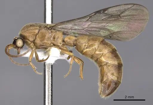 Neivamyrmex vicinus specimen