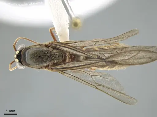 Neivamyrmex walkerii specimen