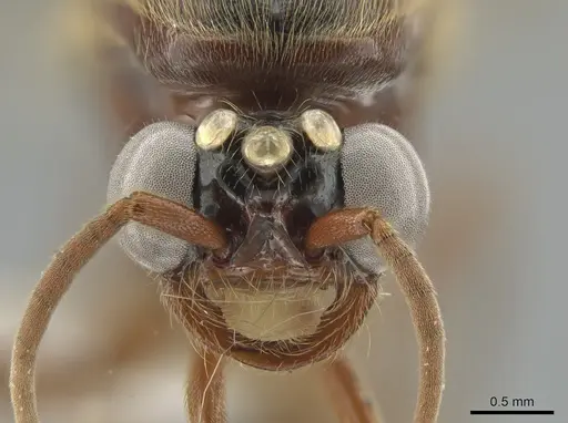 Neivamyrmex walkerii specimen