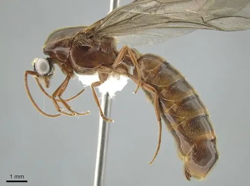 Neivamyrmex walkerii specimen