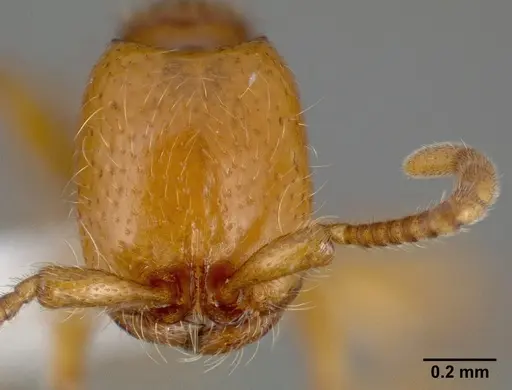 Neivamyrmex wilsoni specimen