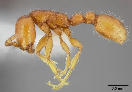 Neivamyrmex wilsoni specimen