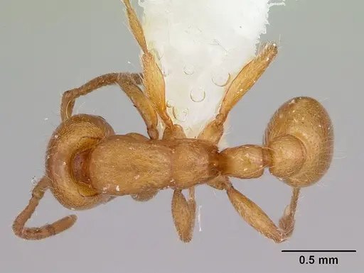 Neivamyrmex wilsoni - CASENT0103465